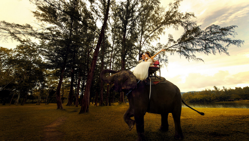 泰国-大象-图片1