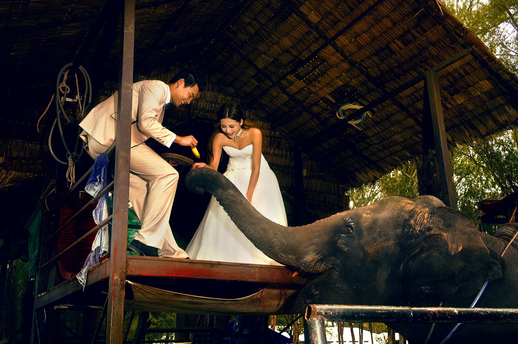 泰国-大象-图片5